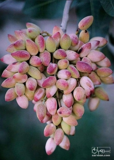 فروش پسته تر