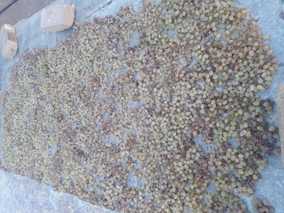 فروش کشمش زرد عسگری