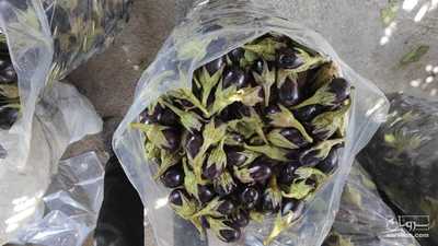 فروش بادمجان خام کوچیک