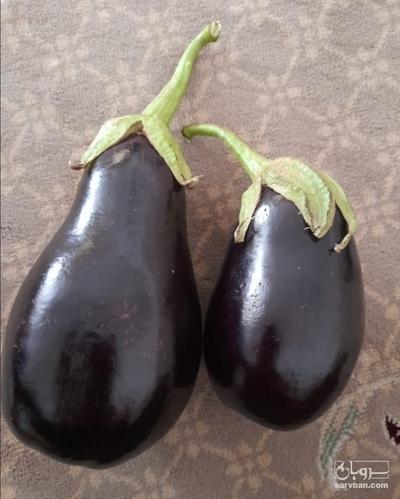 فروش بادمجان