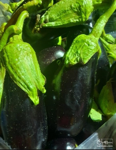 فروش بادمجان