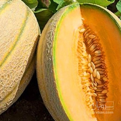 فروش طالبی جانا