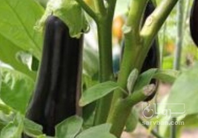 فروش بادمجان