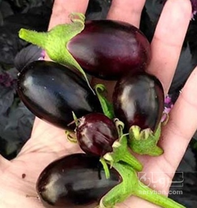 فروش بادمجان ریز