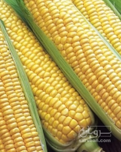 فروش ذرت مکزیکی