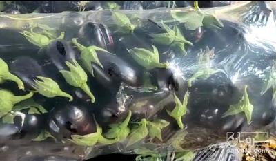 فروش بادمجان دلمه