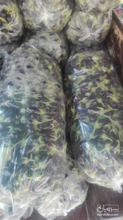 فروش بادمجان ترشی