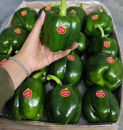 فروش فلفل دلمه ای سبز