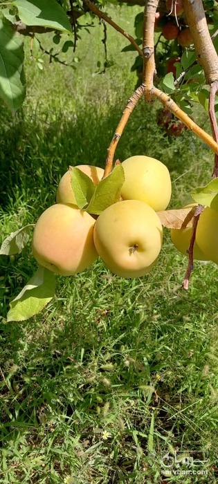 فروش سیب زرد