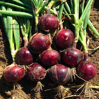 فروش پیاز قرمز