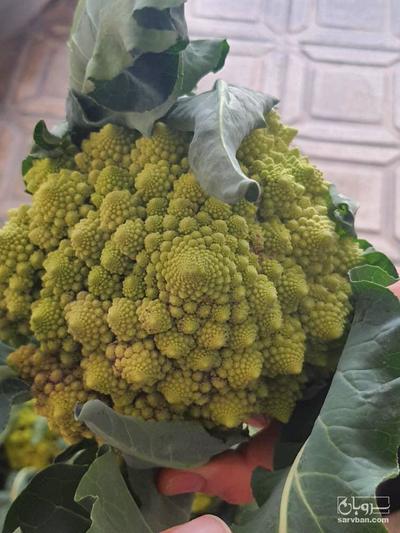 فروش کلم رومی - رومانسکو