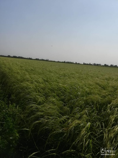 برنج طارم هاشمی منطقه دشت‌ناز