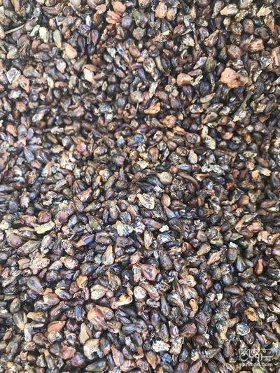 فروش هسته انگور