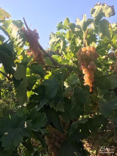 فروش انگور شاهرودی