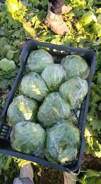 فروش کاهو ایسبرگ - آیسبرگ