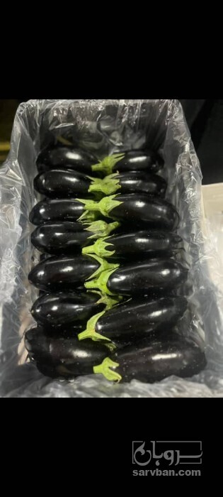 فروش بادمجان