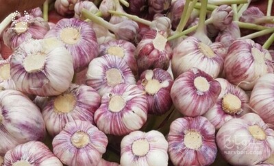 فروش سیر