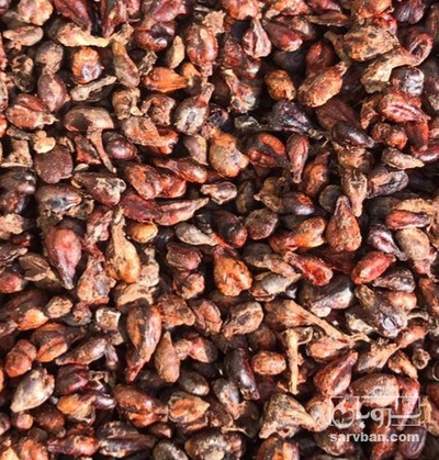 فروش هسته انگور