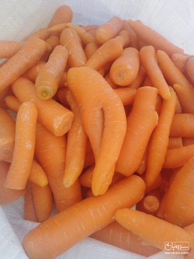 فروش هویج آماری