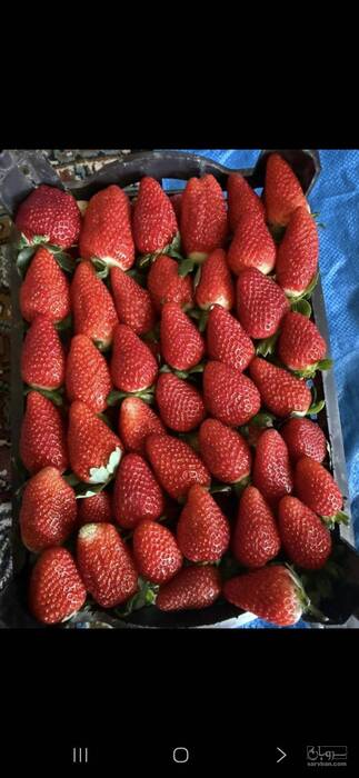 فروش توت فرنگی