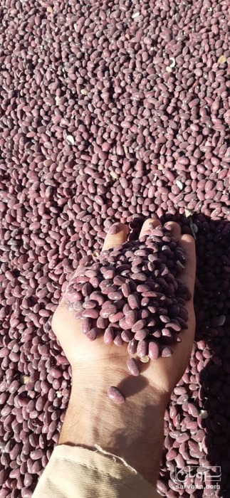 فروش لوبیا قرمز