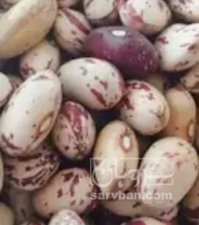 فروش لوبیا چیتی