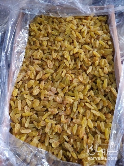 فروش ا کشمش سبز کاشمری