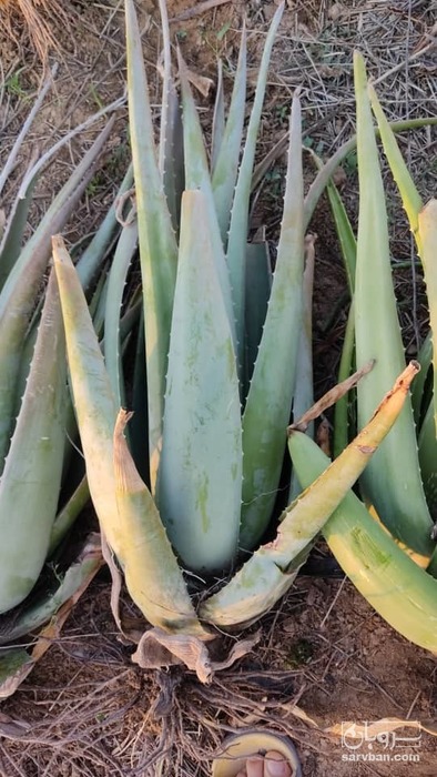 فروش پاجوش مادری آلوئه ورا