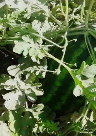 فروش هندوانه