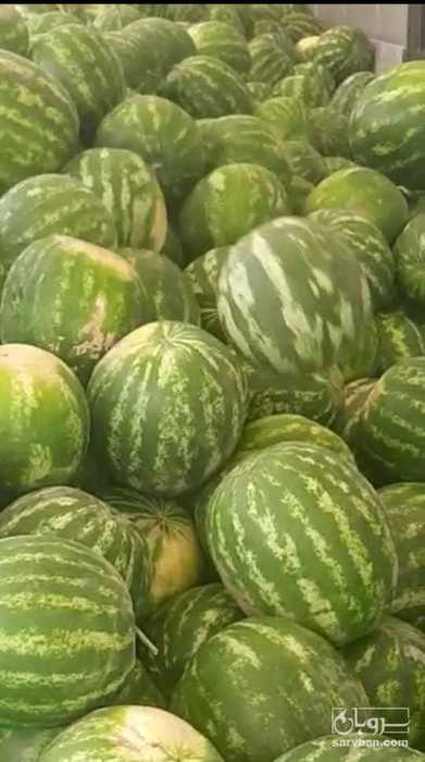 فروش هندوانه گرد
