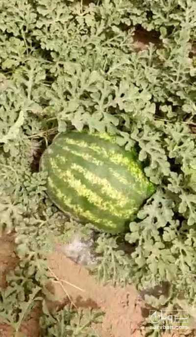 فروش هندوانه بیضی