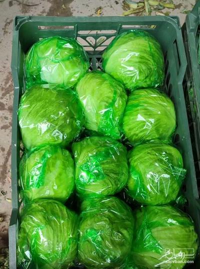 فروش کاهو ایسبرگ