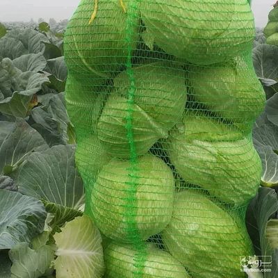 فروش کلم برگ سفید