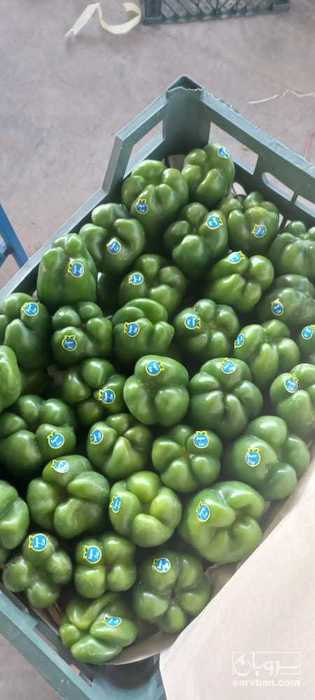 فروش فلفل سبز سبدی