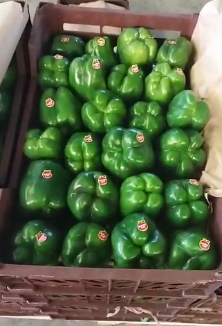 فروش فلفل دلمه ای سبز
