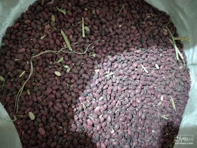 فروش لوبیا قرمز