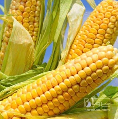 فروش ذرت