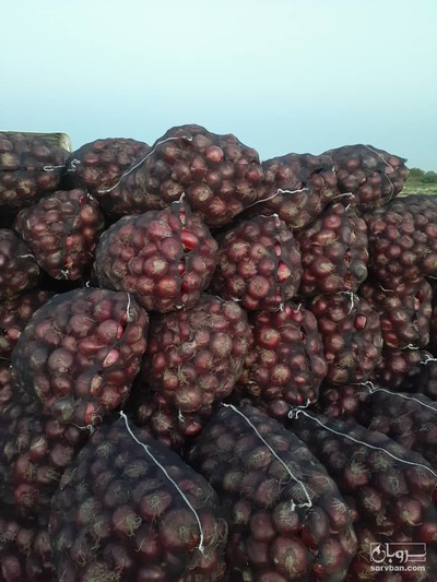 فروش پیاز قرمز بناب