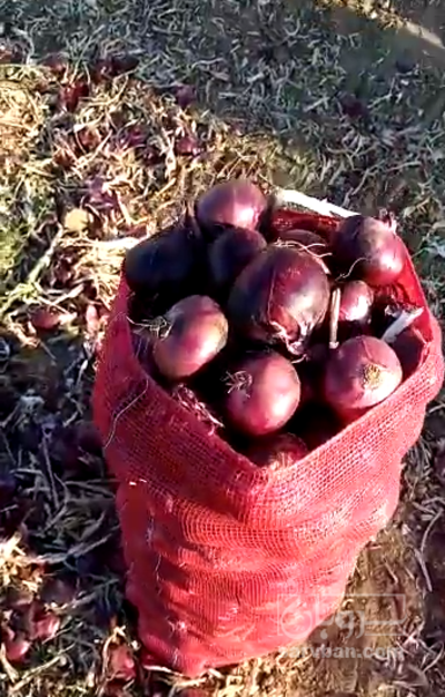 فروش پیازقرمز