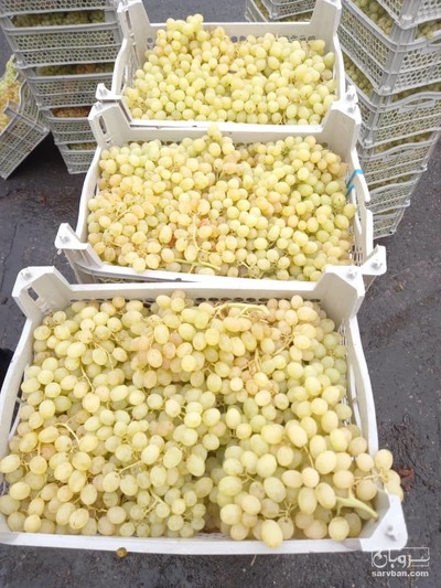 فروش انگور بی دانه