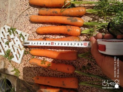 فروش هویج 2