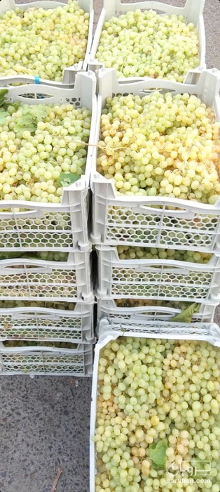 فروش انگور بی دانه