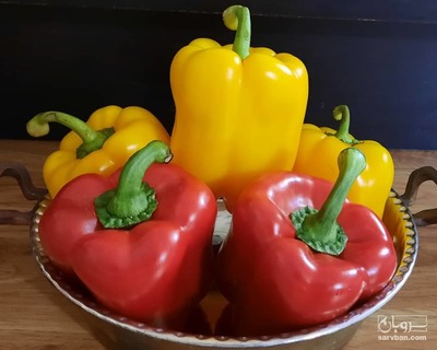 فروش فلفل دلمه ای رنگی 2