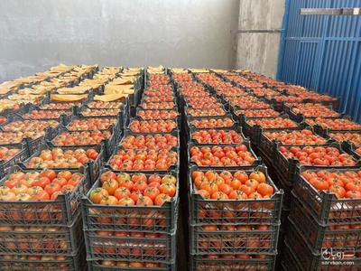 فروش گوجه فرنگی ازمیر