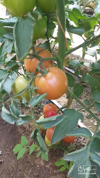 فروش گوجه فرنگی ازمیر 2