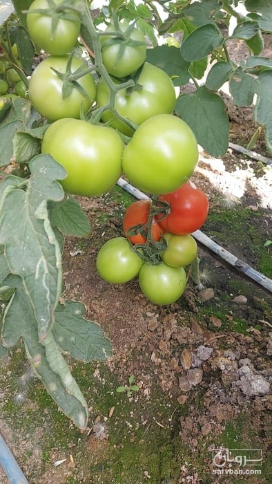 فروش گوجه فرنگی ازمیر 5