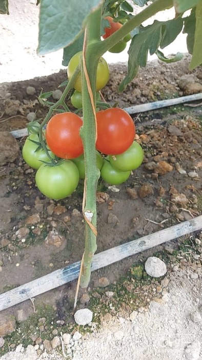 فروش گوجه فرنگی ازمیر 3