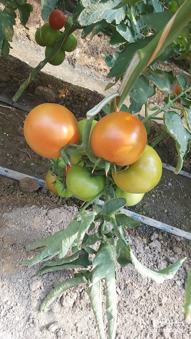 فروش گوجه فرنگی ازمیر 4