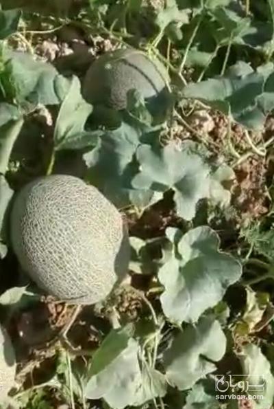 فروش خربزه تو سرخ اناناسی