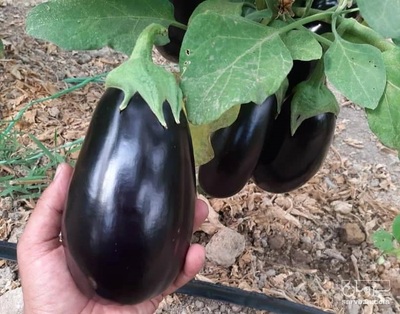 فروش بادمجان